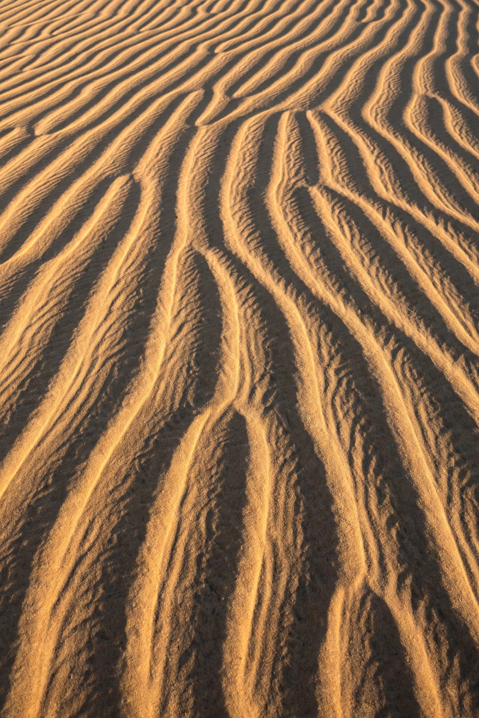  "Wind sculpted sand dune ridges in warm golden light"